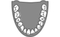 Lower teeth model